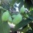 Азимина трёхлопастная или банановое дерево "NC-1", Asimina triloba "NC-1", сеянцы - Азимина трёхлопастная или банановое дерево "NC-1", Asimina triloba, сеянцы. Фото Владимира Кухтина с сайта exoticsad.ru
